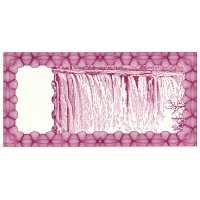 Банкнота Зимбабве 50000 долларов 2006